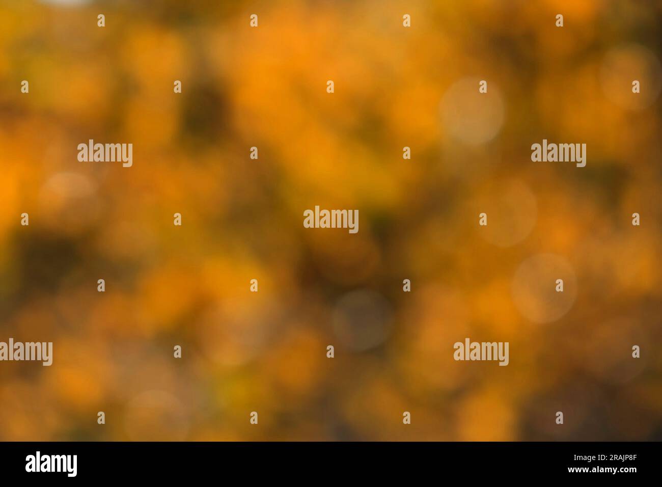 Fall blurred background. Out of focus natural bokeh backdrop. Autumn ...