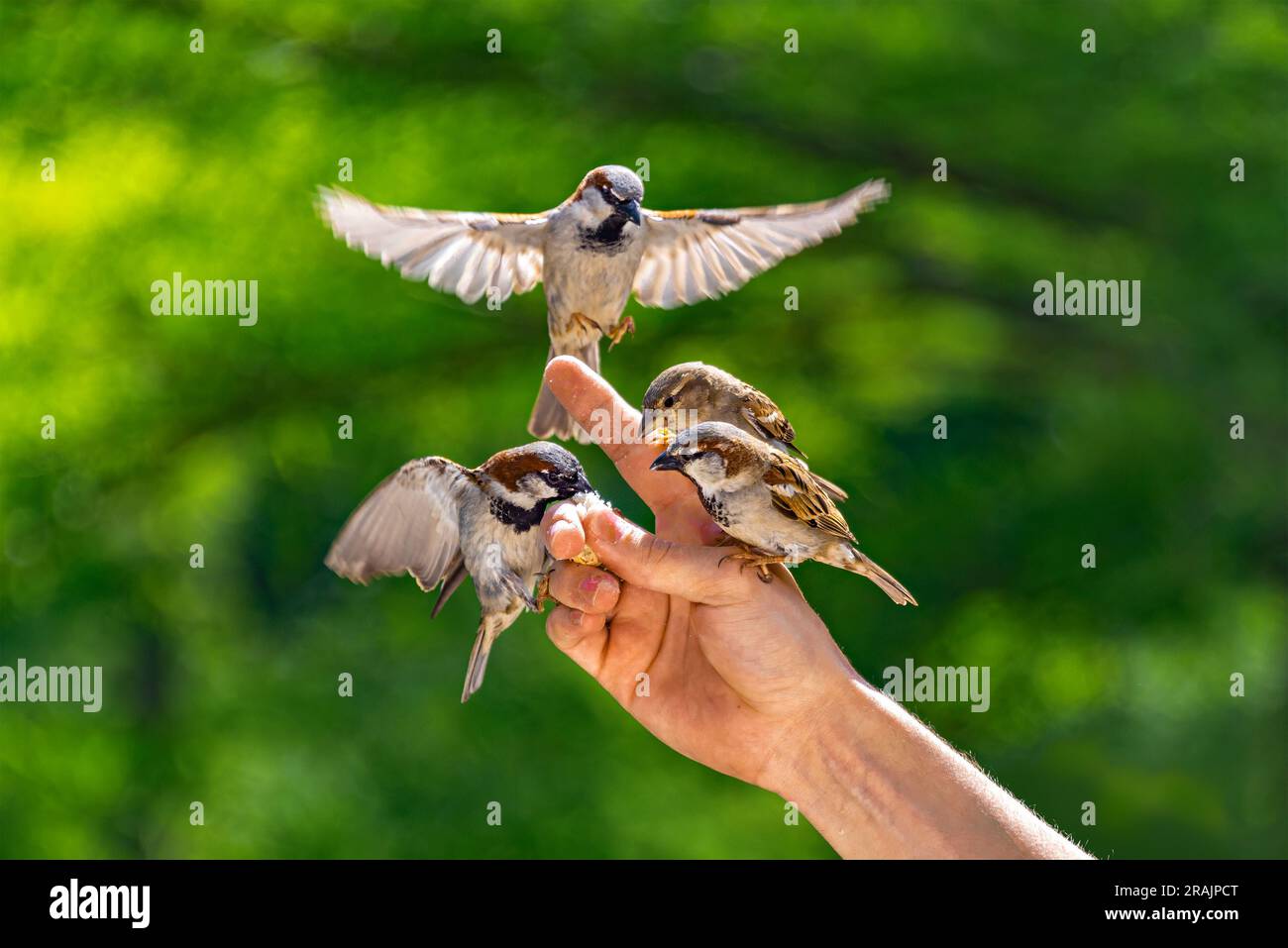 Feeding birds. Sparrows glide and cling to a man's fingers to eat bread