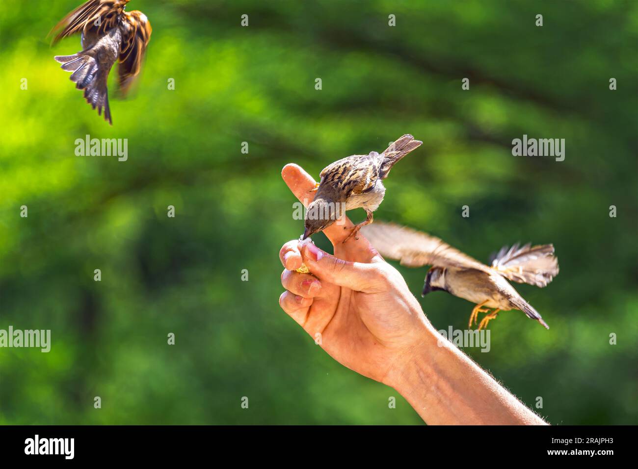Feeding birds. Sparrows glide and cling to a man's fingers to eat bread