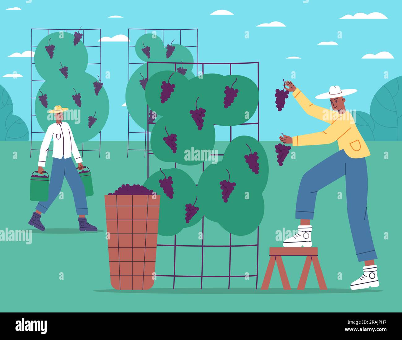 Grape harvest process. Cartoon winegrowers harvesting black grape