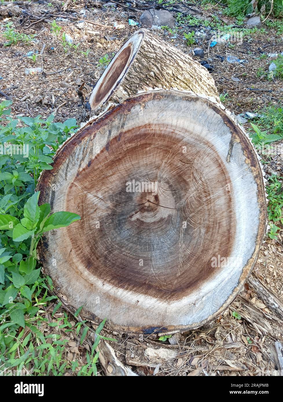 An inside view of a cut tree lying on the ground Stock Photo Alamy