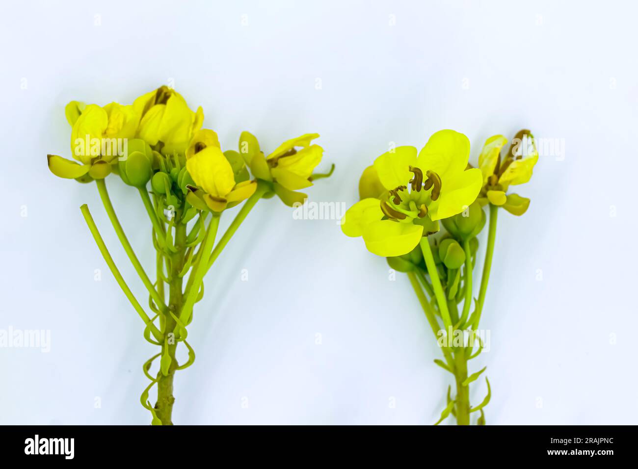 Yellow Small Flower on a White Background, Vibrant Yellow Small Flower Blossoms on a Crisp White Canvas Stock Photo