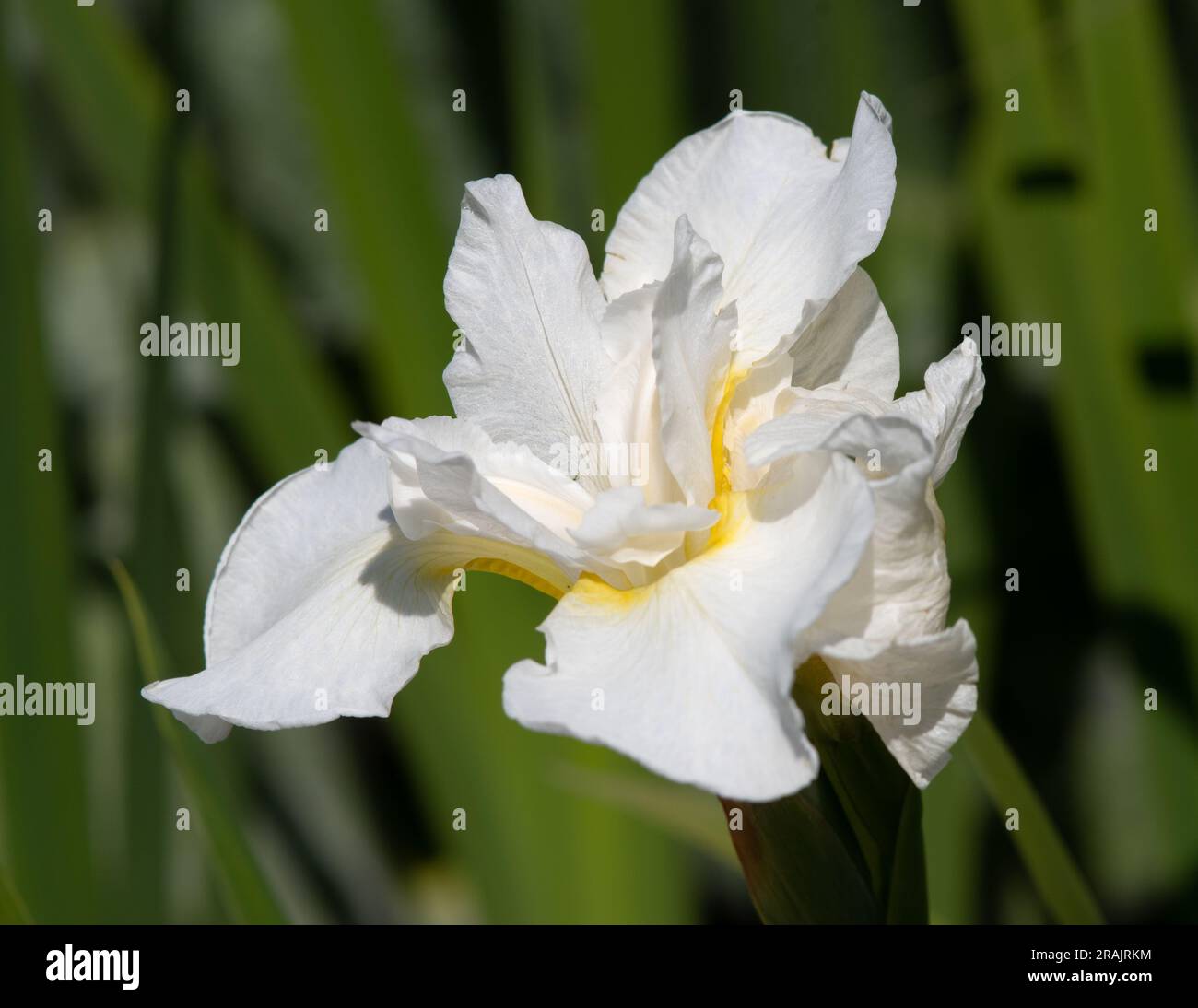 Iris Siberica 'White Swirl' Stock Photo