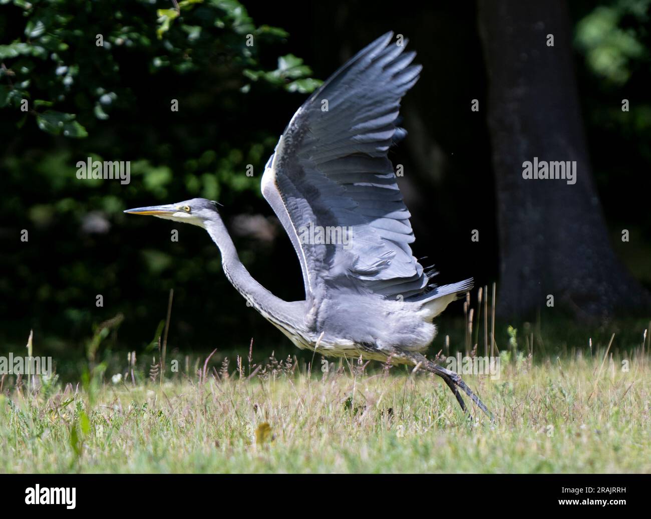 03 07 2023 A Heron Pictured At Gosford House Longniddry East Lothian 03-07-2023-a-heron-pictured-at-gosford-house-longniddry-east-lothian