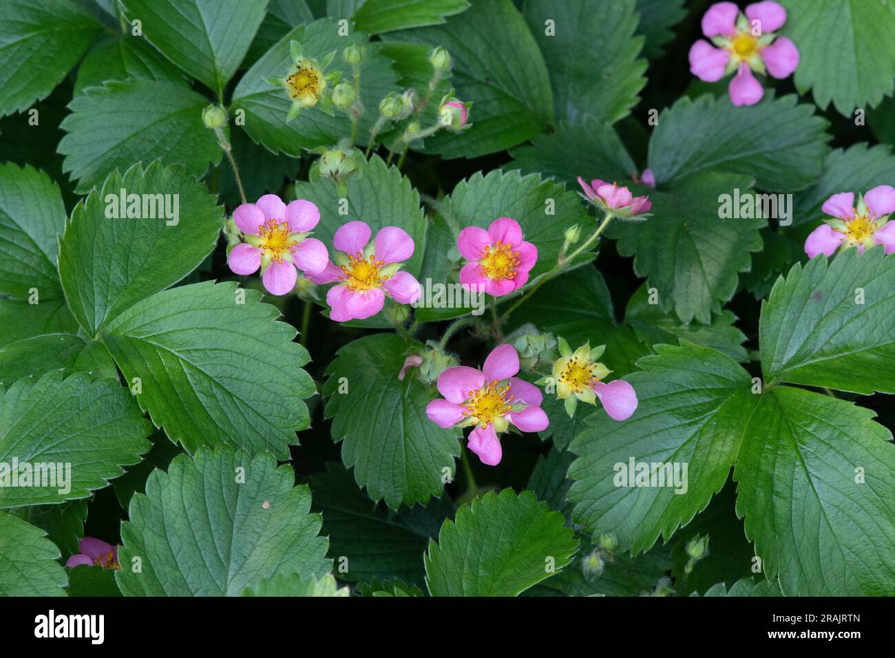Fragaria vesca, wild strawberry Stock Photo