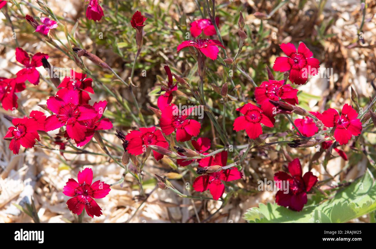 Caryophyllaceae dianthus hi-res stock photography and images - Alamy