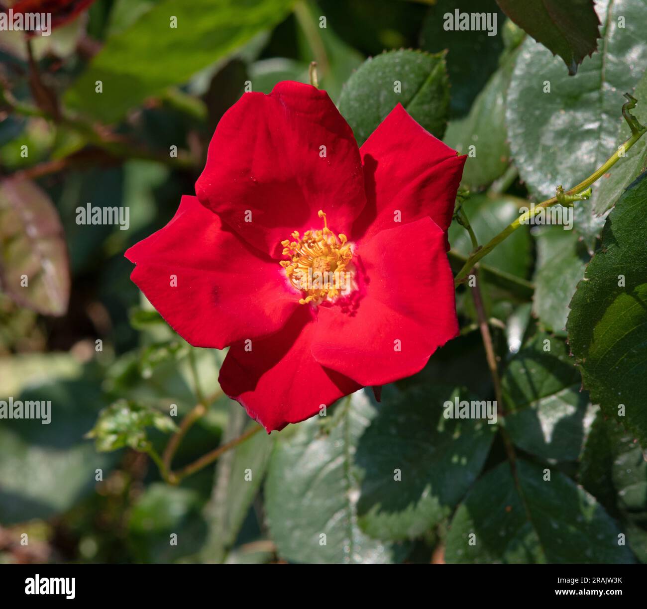 Home run rose hi-res stock photography and images - Alamy