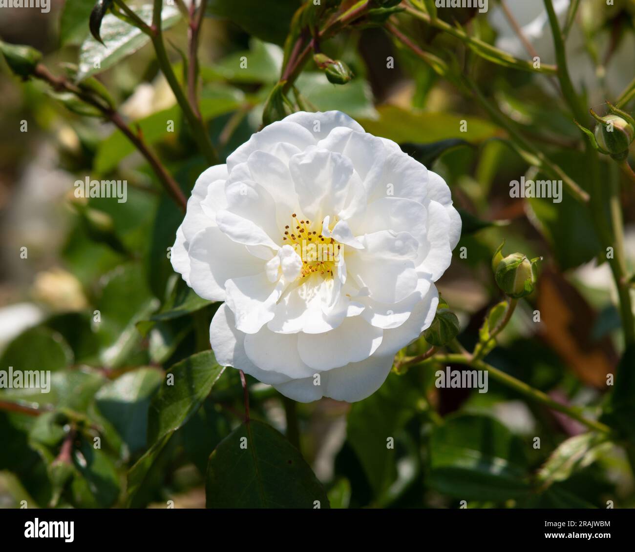 Rosa Neige d'Ete Stock Photo