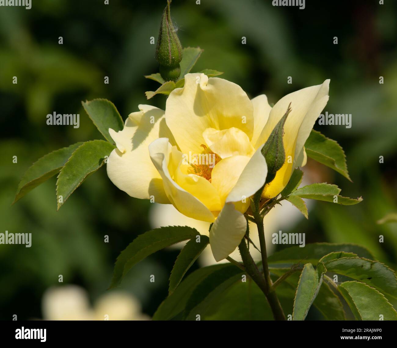 Golden wings hi-res stock photography and images - Alamy