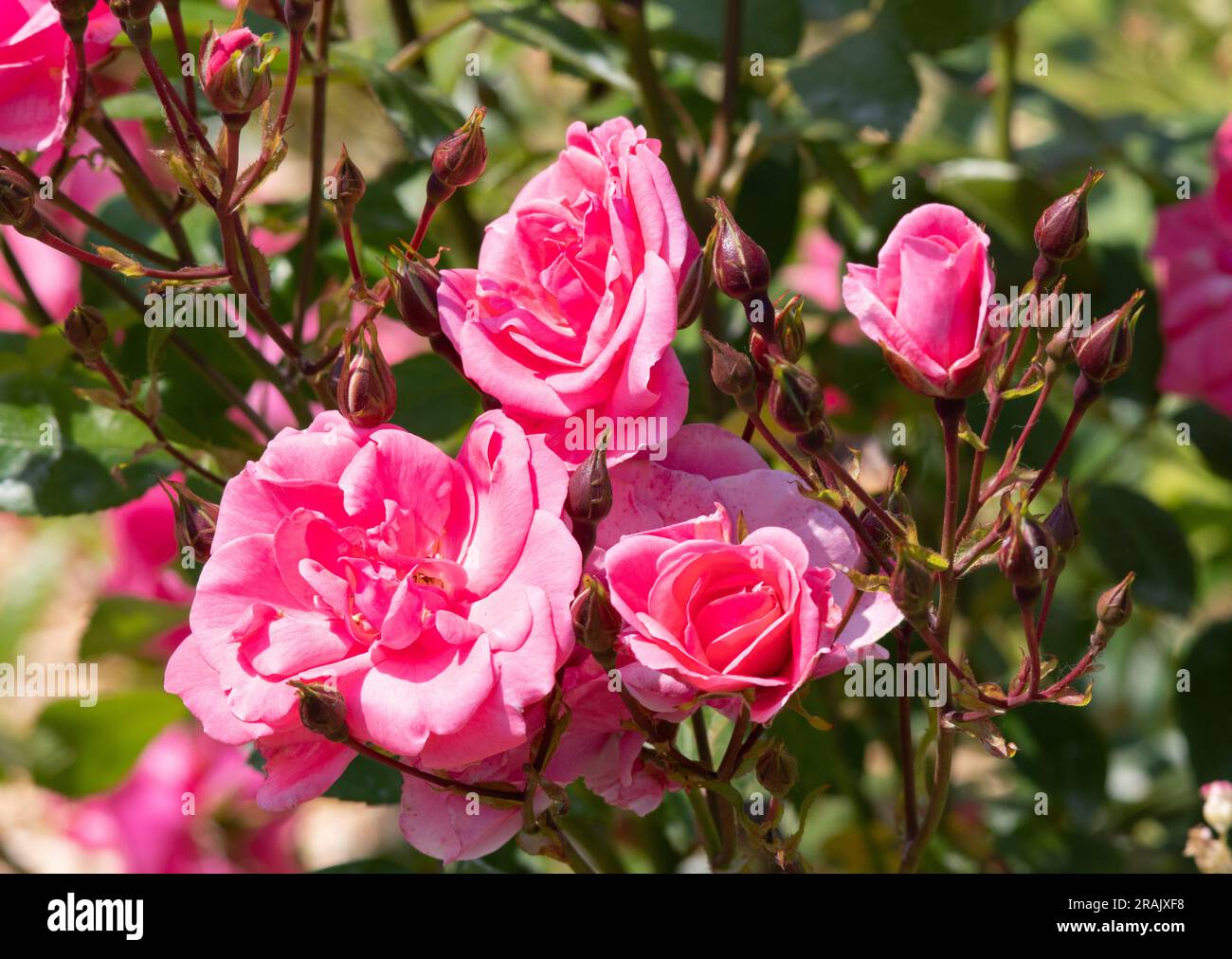 Rosa 'Les Amoureux de Peynet' Stock Photo