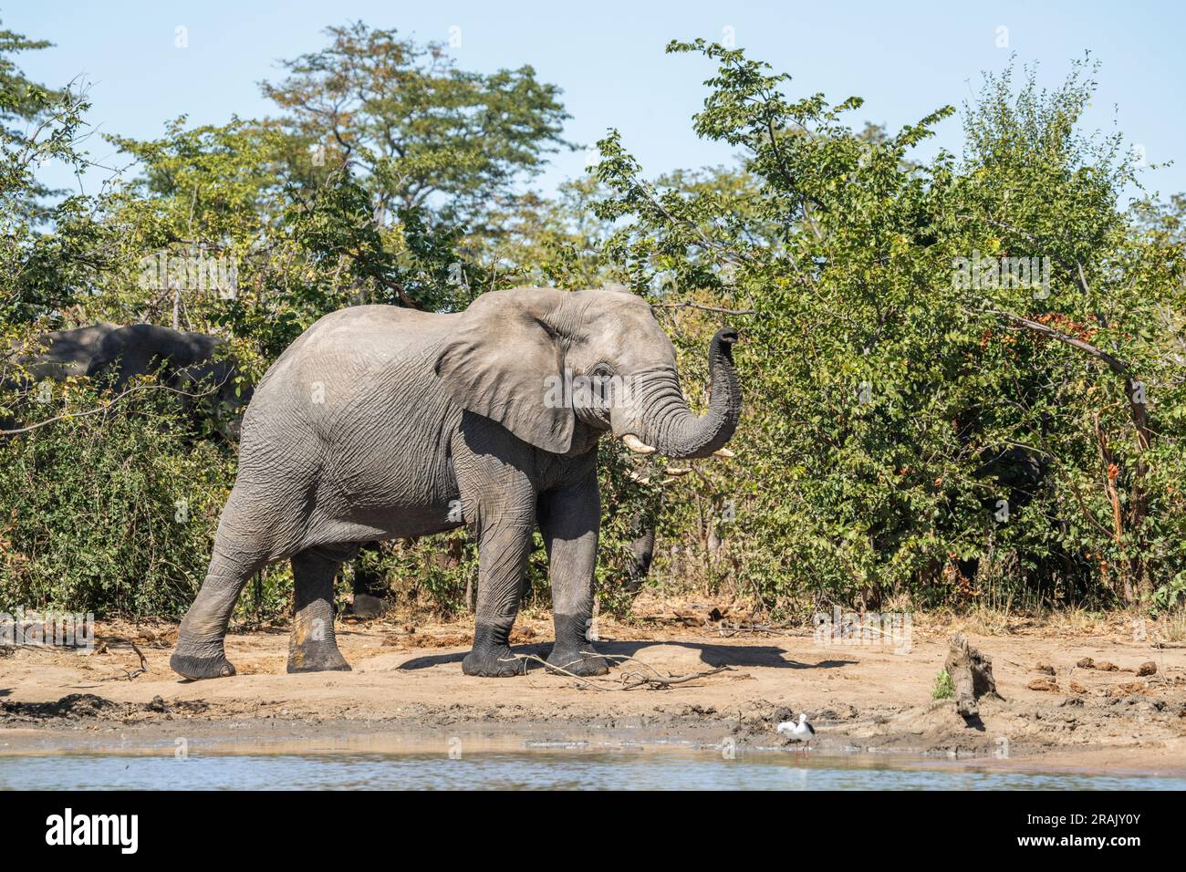 Elephant bull (Loxodonta africana) at waterhole, ears spread, cautious. Elephant tusks. Hwange National Park, Zimbabwe Stock Photo