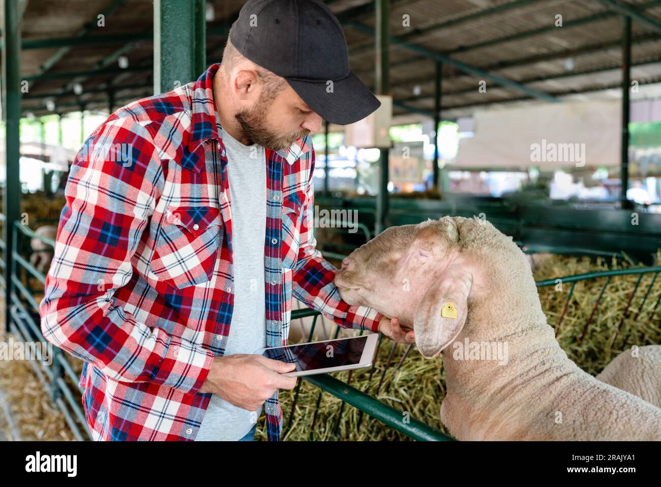 Man farmer visually inspecting sheep at farm using check list in his digital tablet.. Stock Photo