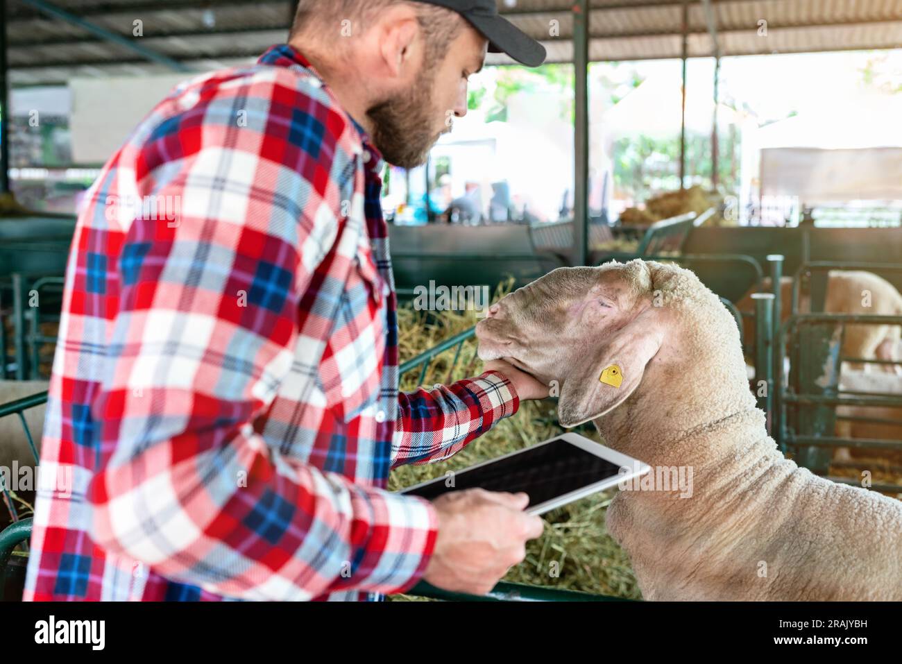 Bearded man farmer visually inspecting a ram at livestock farm using digital check list in his tablet computer.. Stock Photo