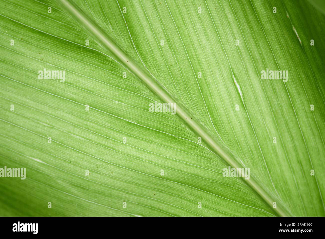 Green leaf and veins texture background, Macro photo green leave Stock ...