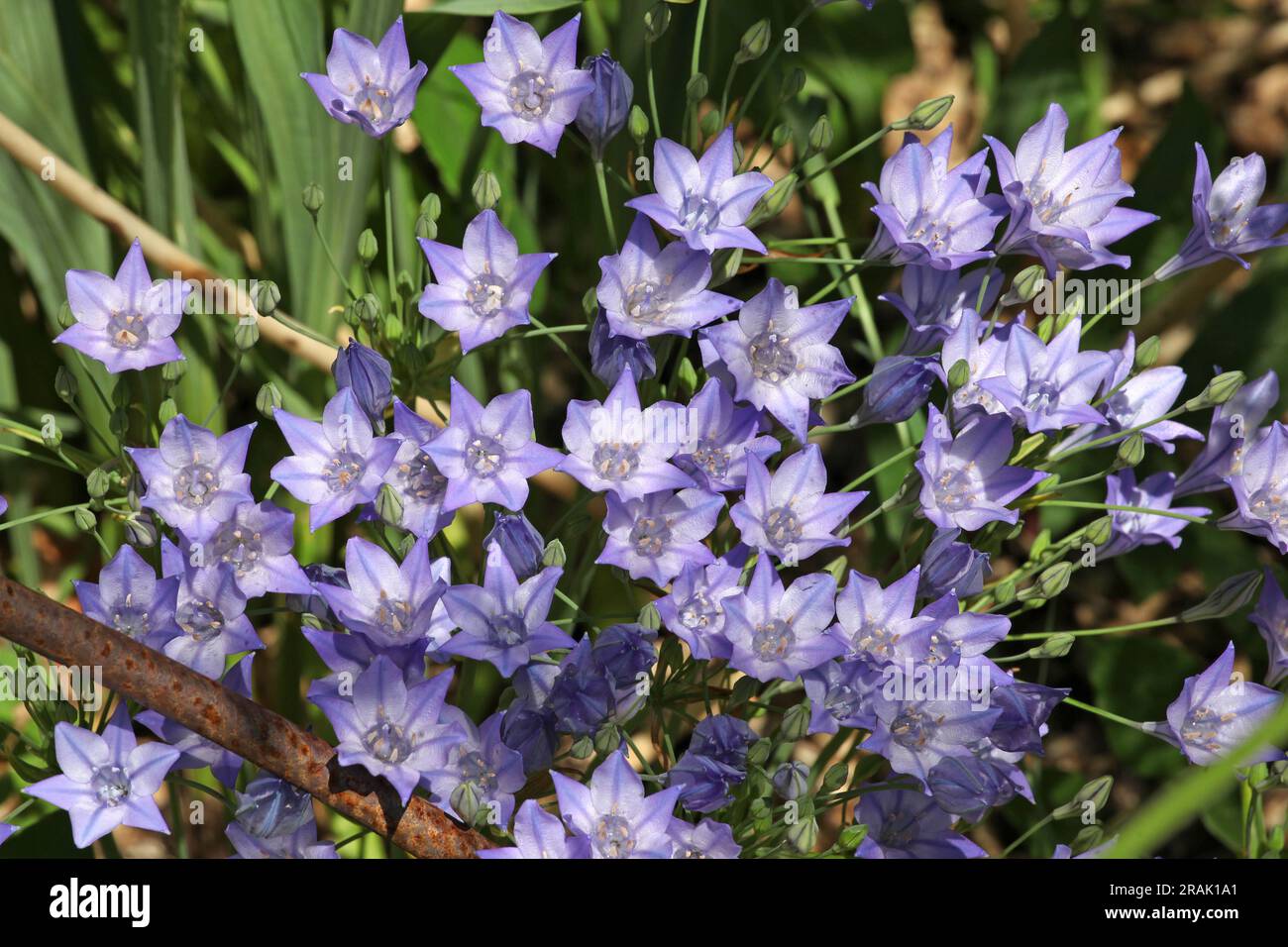 Purple grassnut triplet lilies in flower. Stock Photo