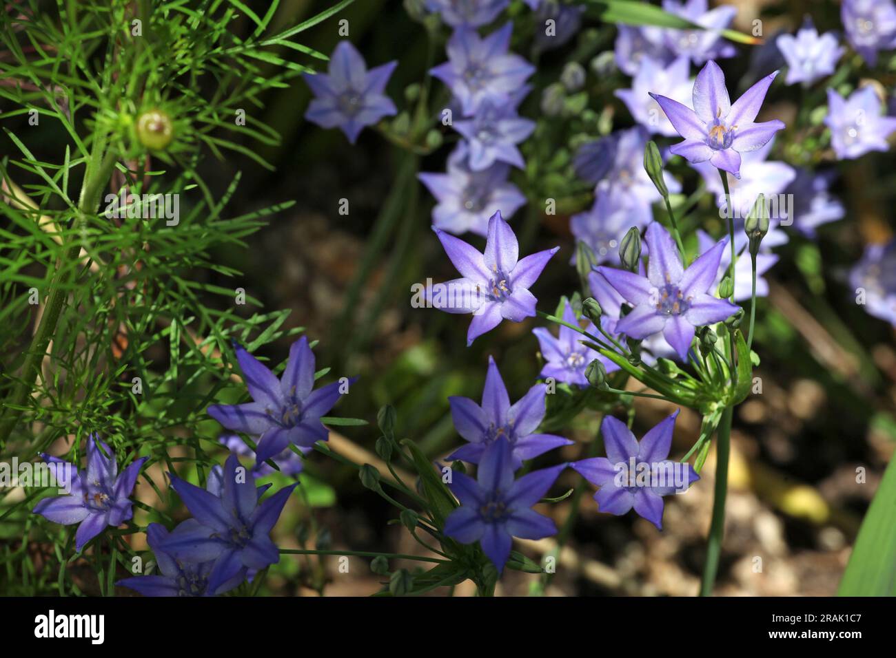 Purple grassnut triplet lilies in flower. Stock Photo