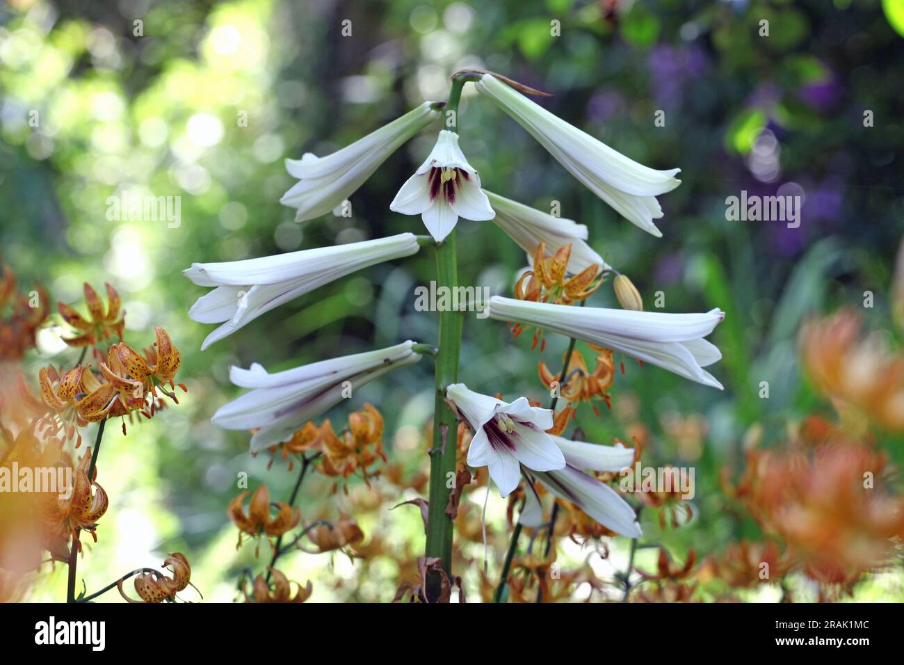 Giant himalayan lily in flower. Stock Photo