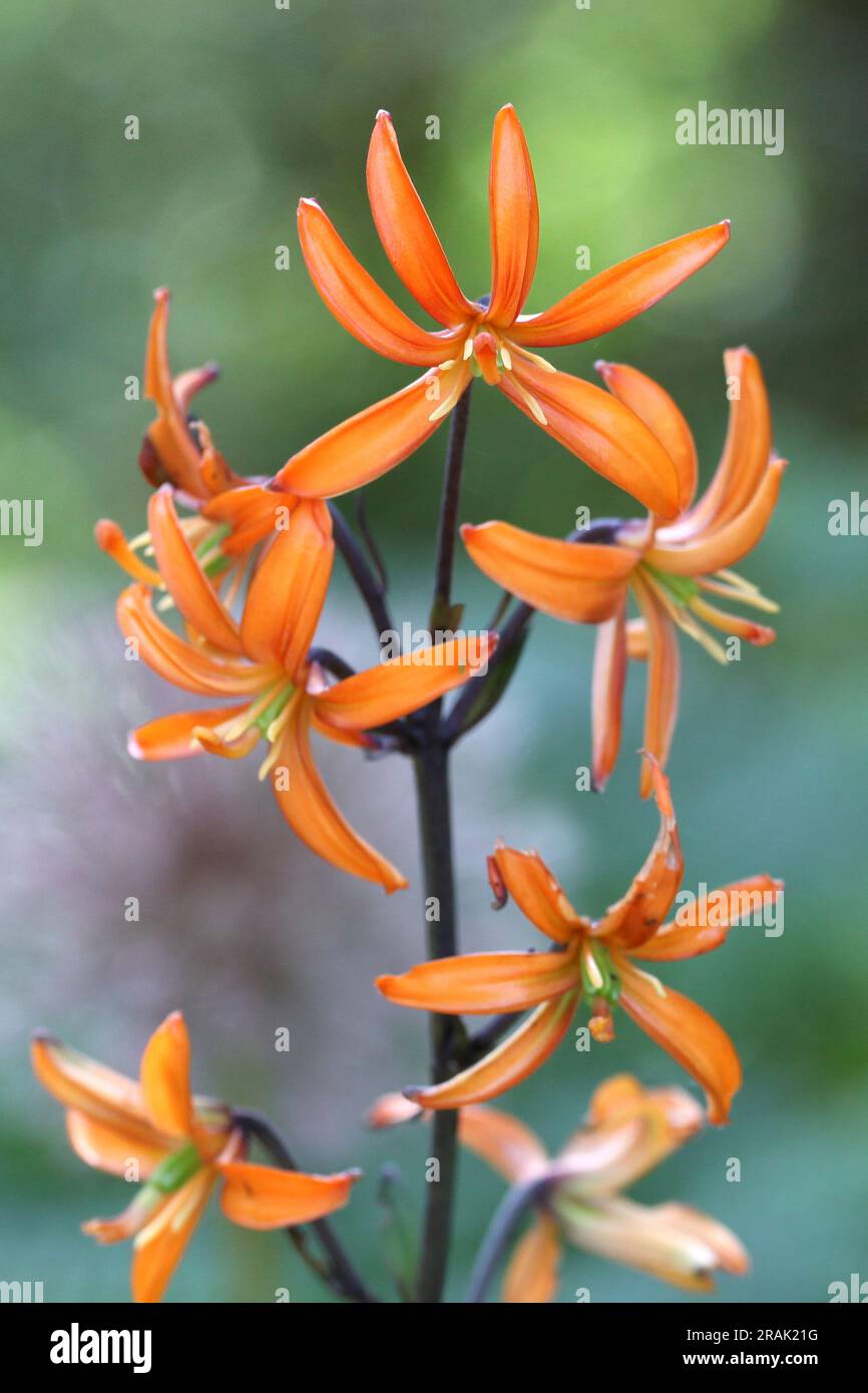 Lilium 'Orange MarmaladeÕ, Martagon Lily, in flower. Stock Photo