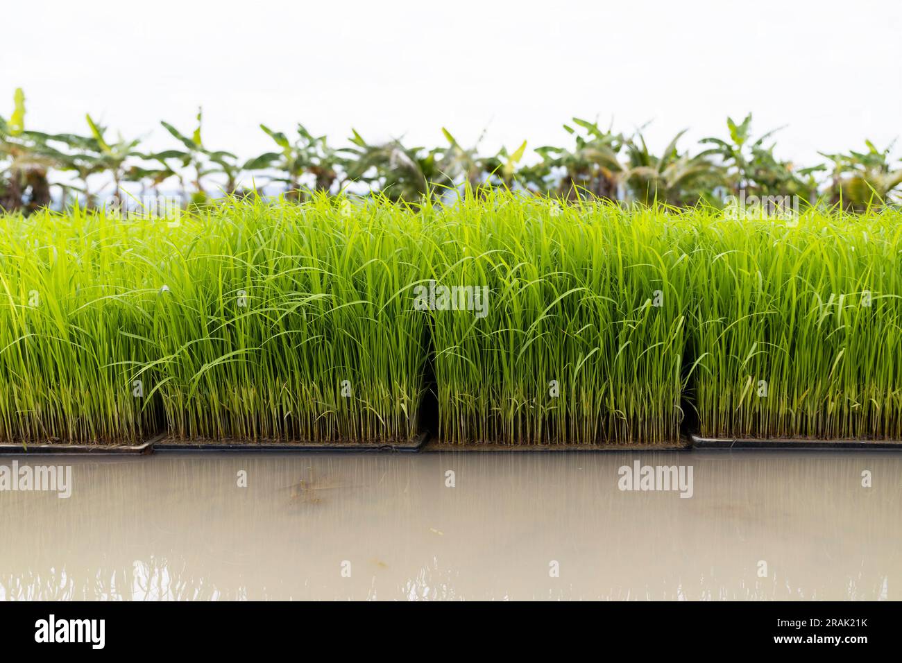 the latest advancements in rice planting machines and agricultural technology, empowering farmers in Thailand. Enhance productivity and rural liveliho Stock Photo