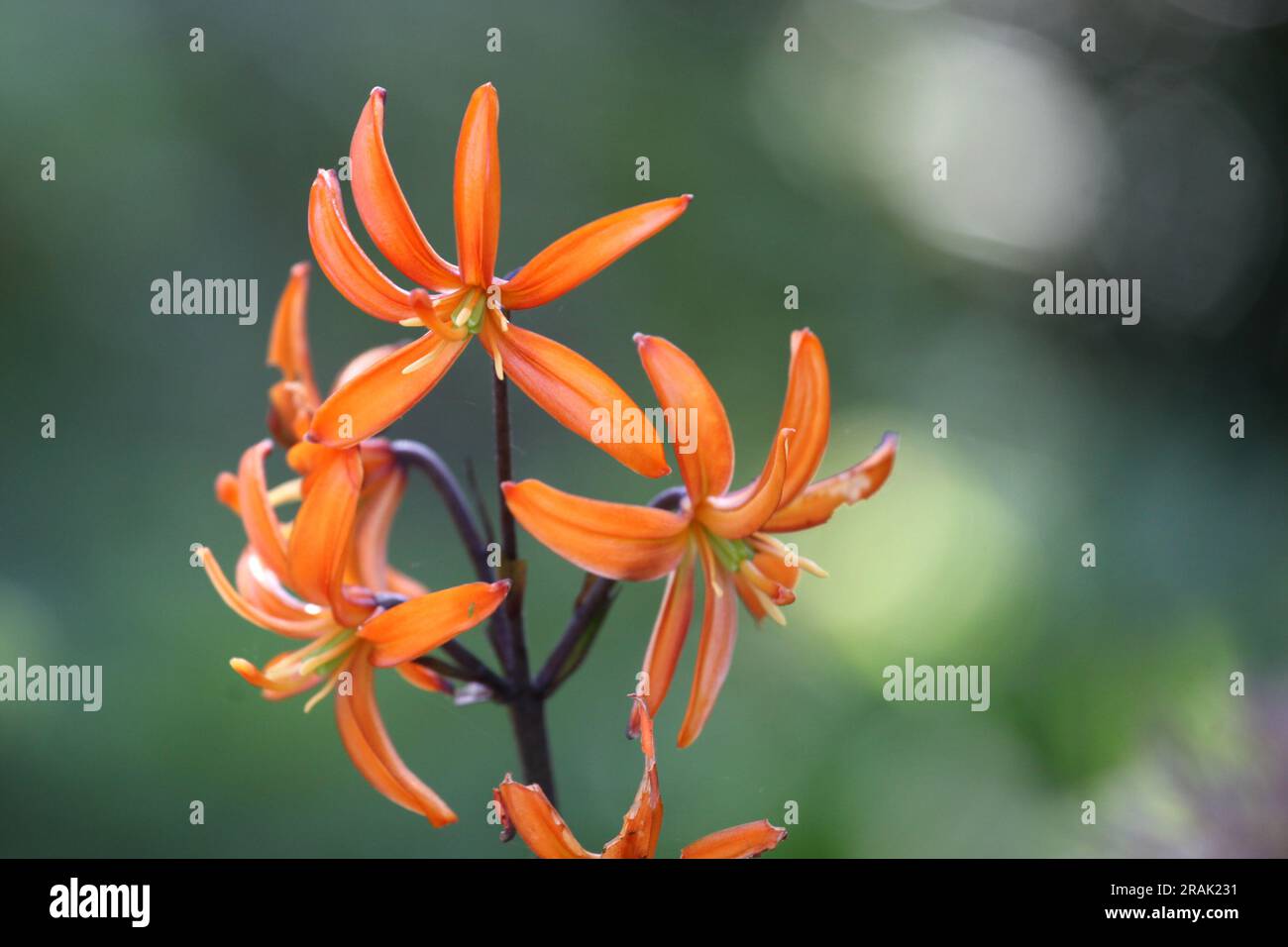 Lilium 'Orange MarmaladeÕ, Martagon Lily, in flower. Stock Photo