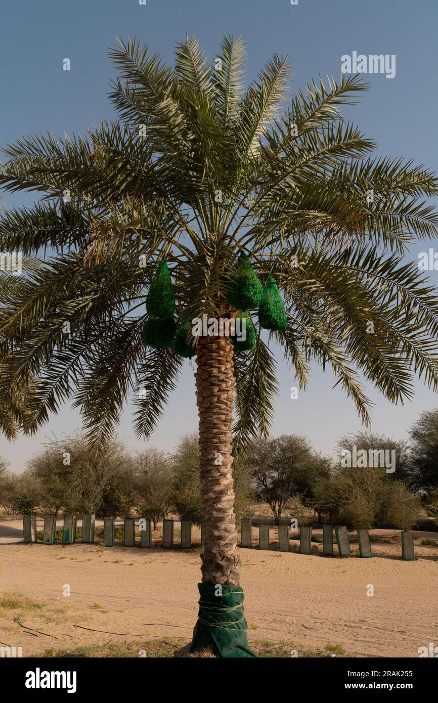 View of a lone date palm tree with dates covered in green netting bags