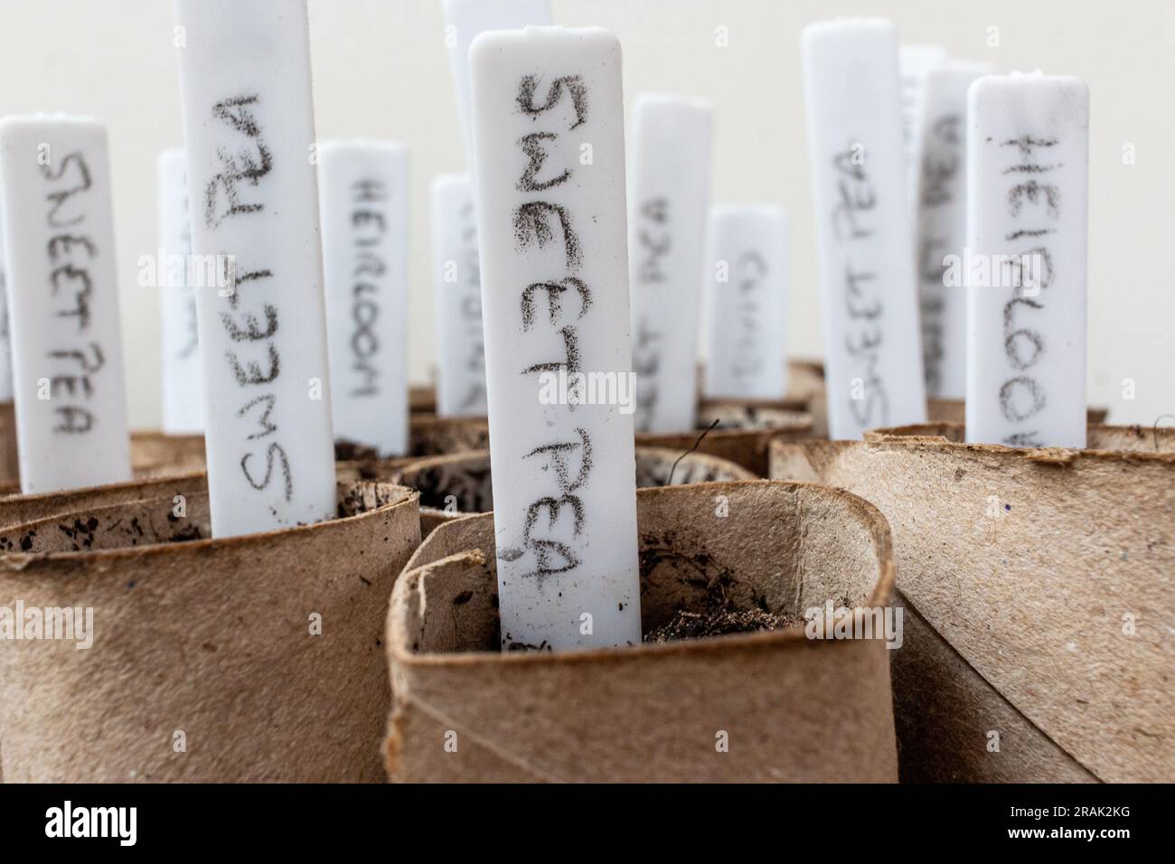 Toilet roll tubes have been reused as biodegradable plant pots for sowing sweet pea seeds. Stock Photo
