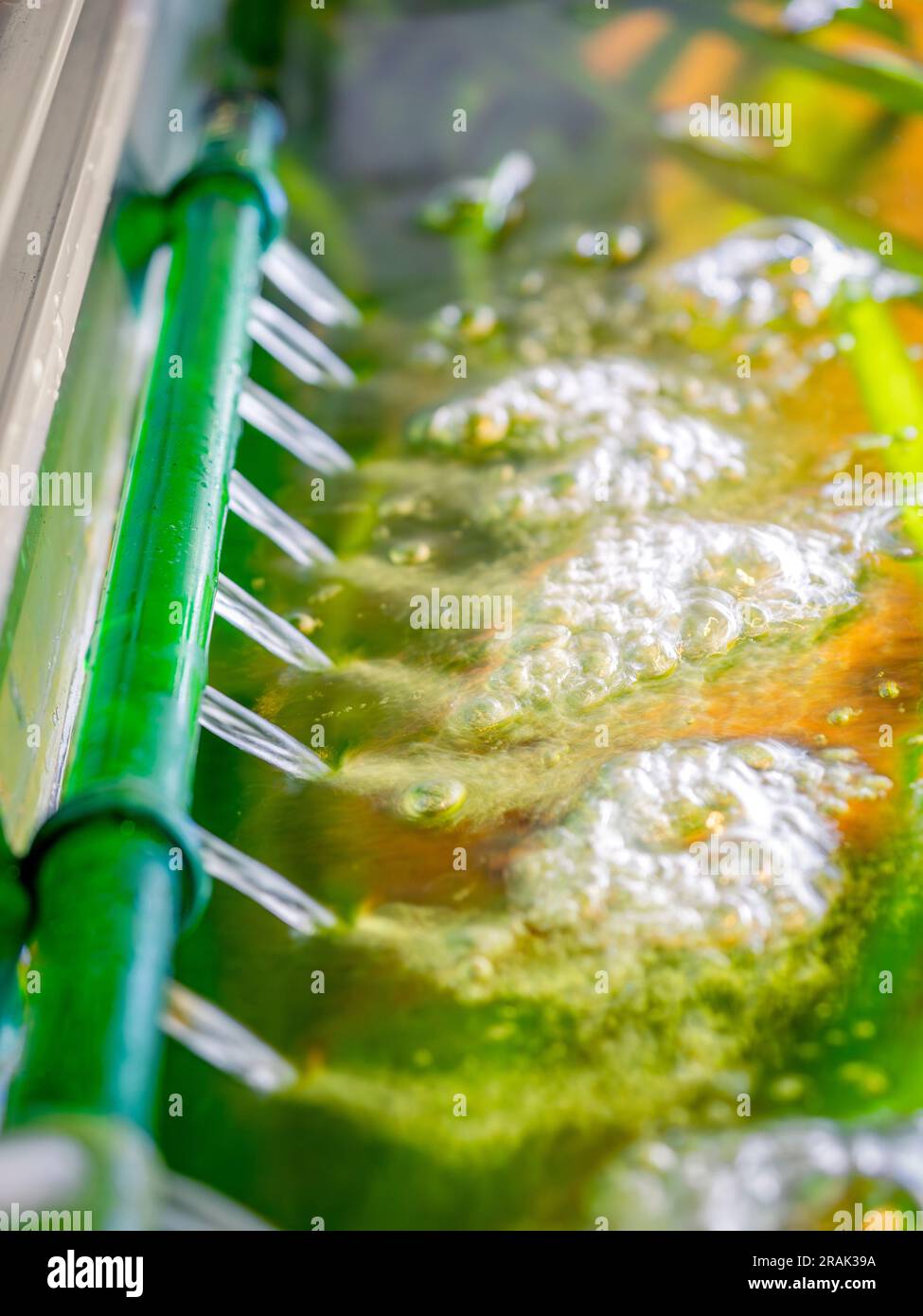 View of Nitrogen cycle aquarium hi-res stock photography and images - Alamy