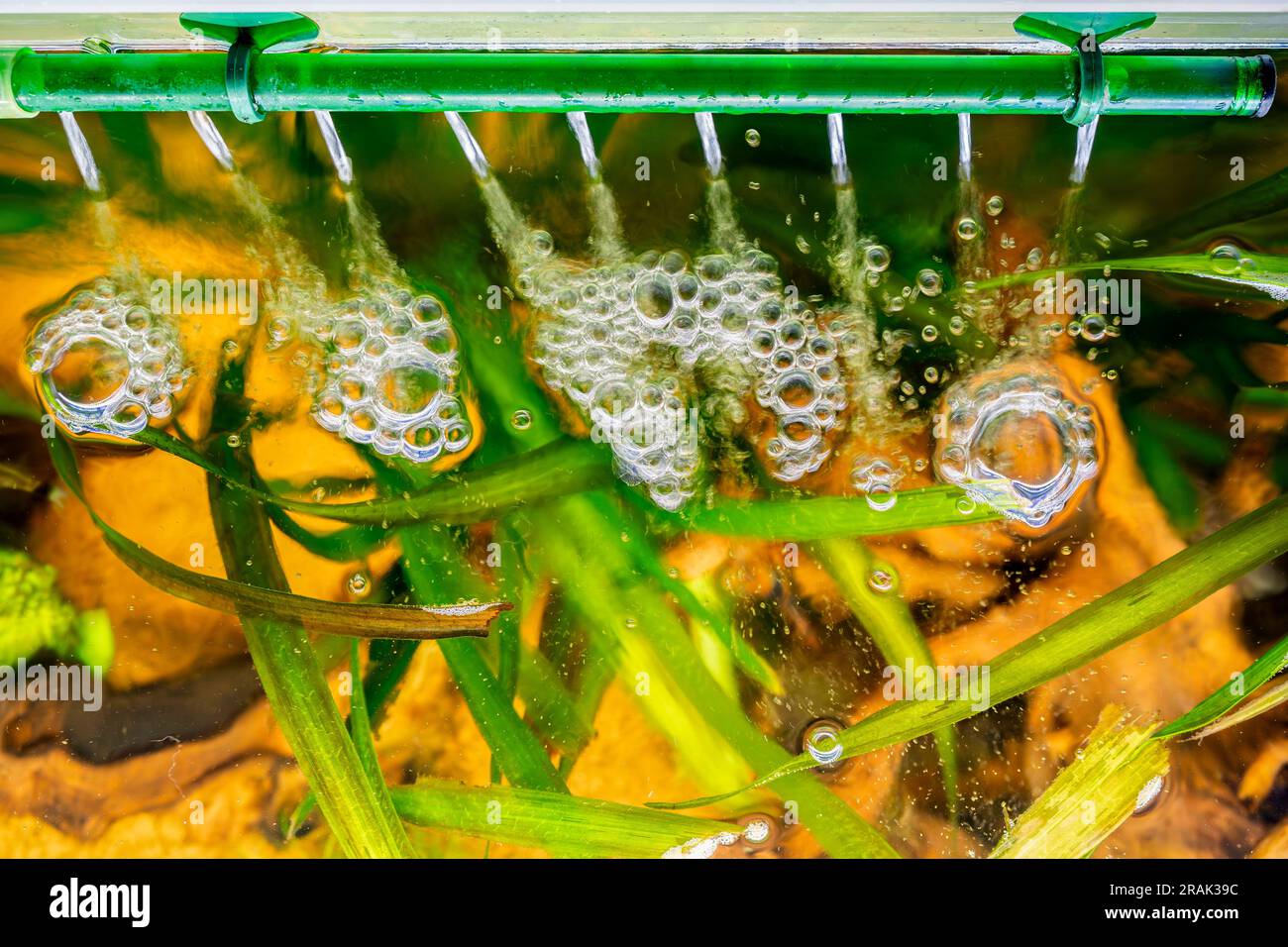 top view of an aquarium filter output of a tropical freshwater aquarium