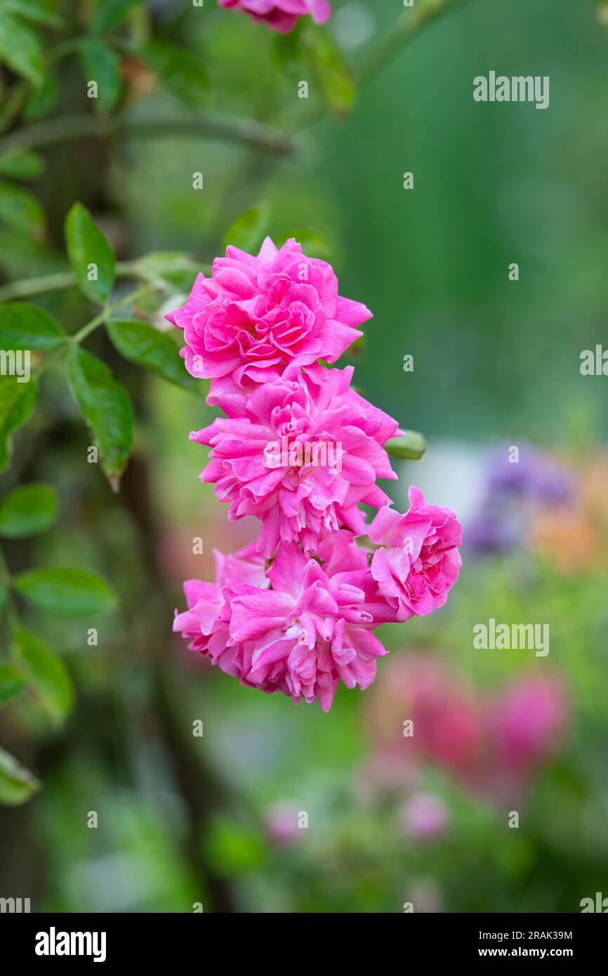 Rosa 'Dorothy Perkins'. Rose 'Dorothy Perkins'. Rambler Rose in an english garden Stock Photo