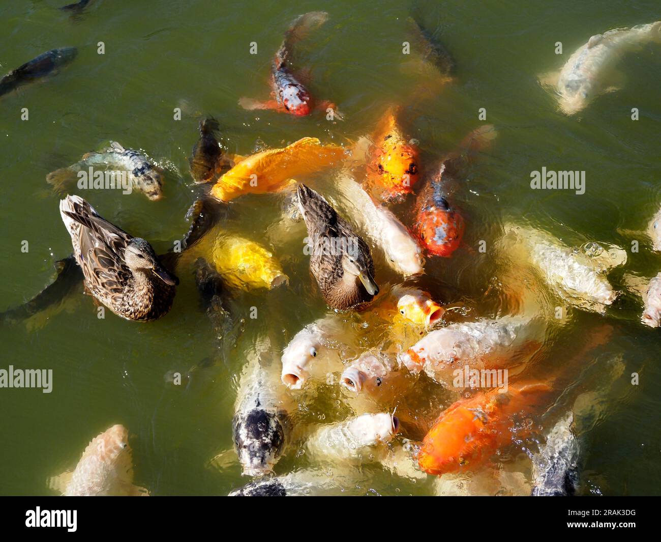 Two koi fish hi-res stock photography and images - Alamy