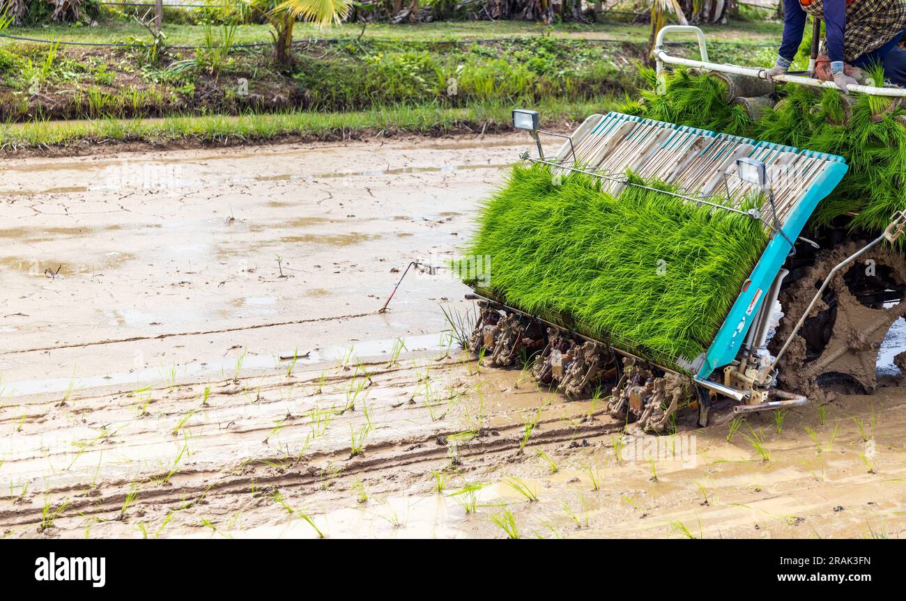 the latest advancements in rice planting machines and agricultural technology, empowering farmers in Thailand. Enhance productivity and rural liveliho Stock Photo