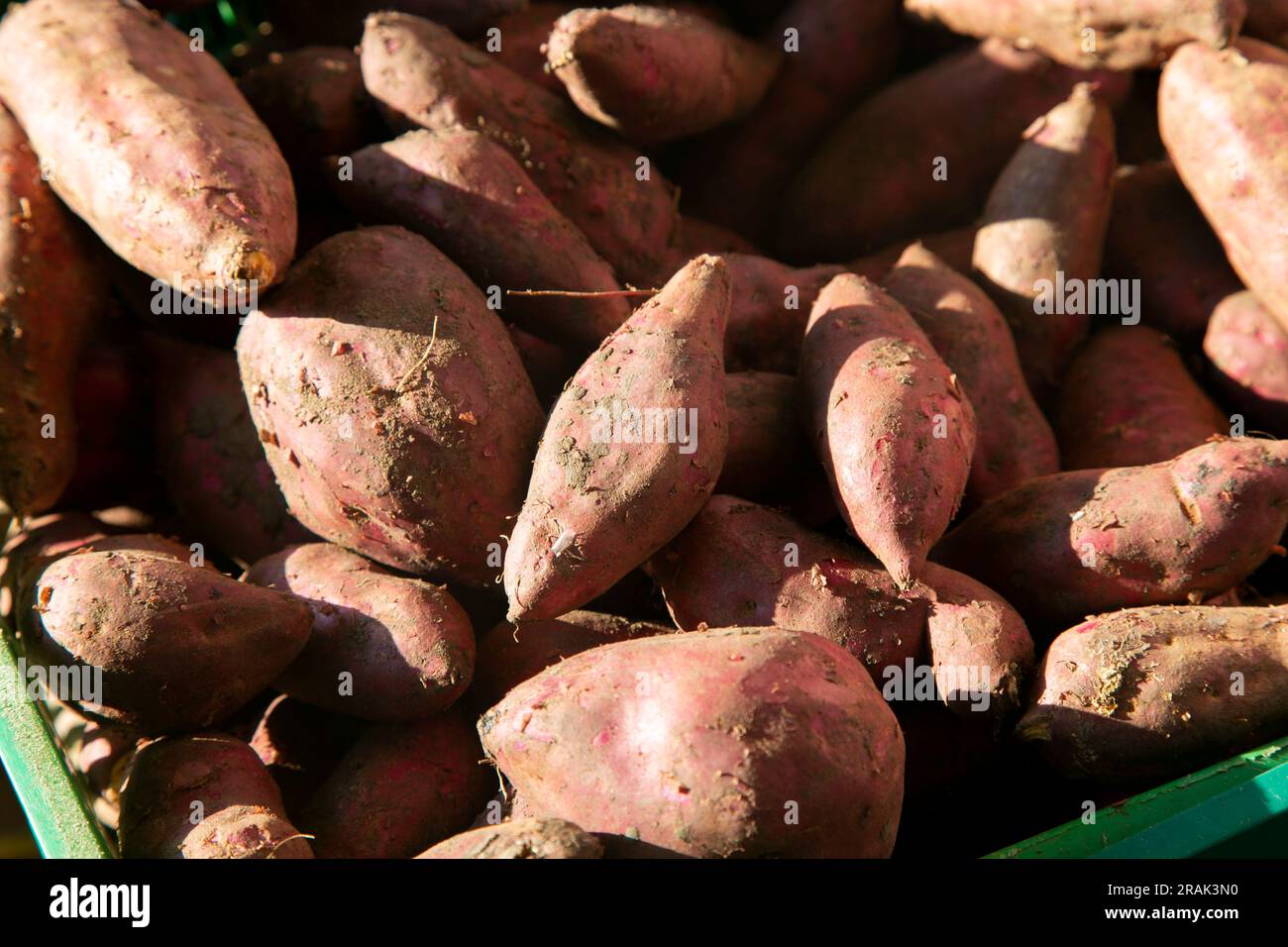 Variety of Peruvian tubers from the Peruvian jungle area in the Amazon. Stock Photo