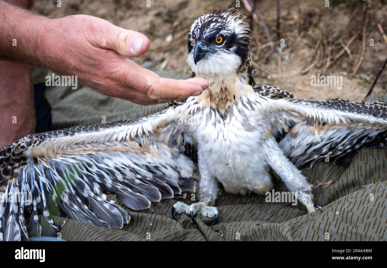 Sternberg, Germany. 04th July, 2023. An approximately five-week-old osprey sets up on the ground before attaching the marking ring. Bird experts, with the support of the energy provider WEMAG, are currently ringing the young animals that hatched a few weeks ago. In Mecklenburg-Western Pomerania, there are 260 osprey breeding pairs that raise about 400 young per year. Credit: Jens Büttner/dpa/Alamy Live News Stock Photo