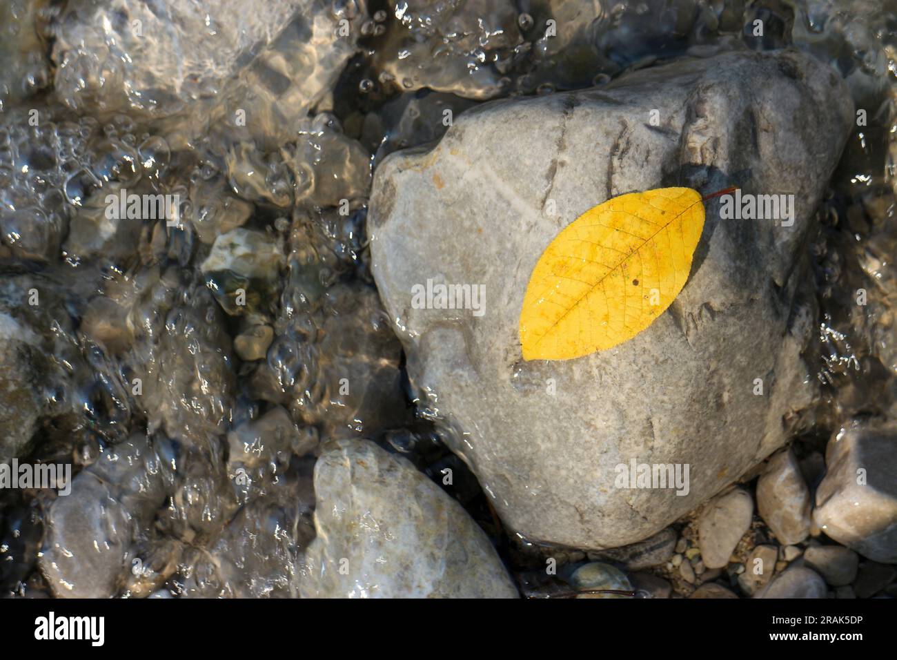 Yellow autumn leaf on a stone in flowing water of a river Stock Photo ...