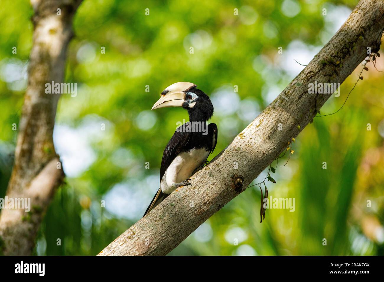 Juvenile male oriental pied hornbill foraging in a park tree, Singapore Stock Photo