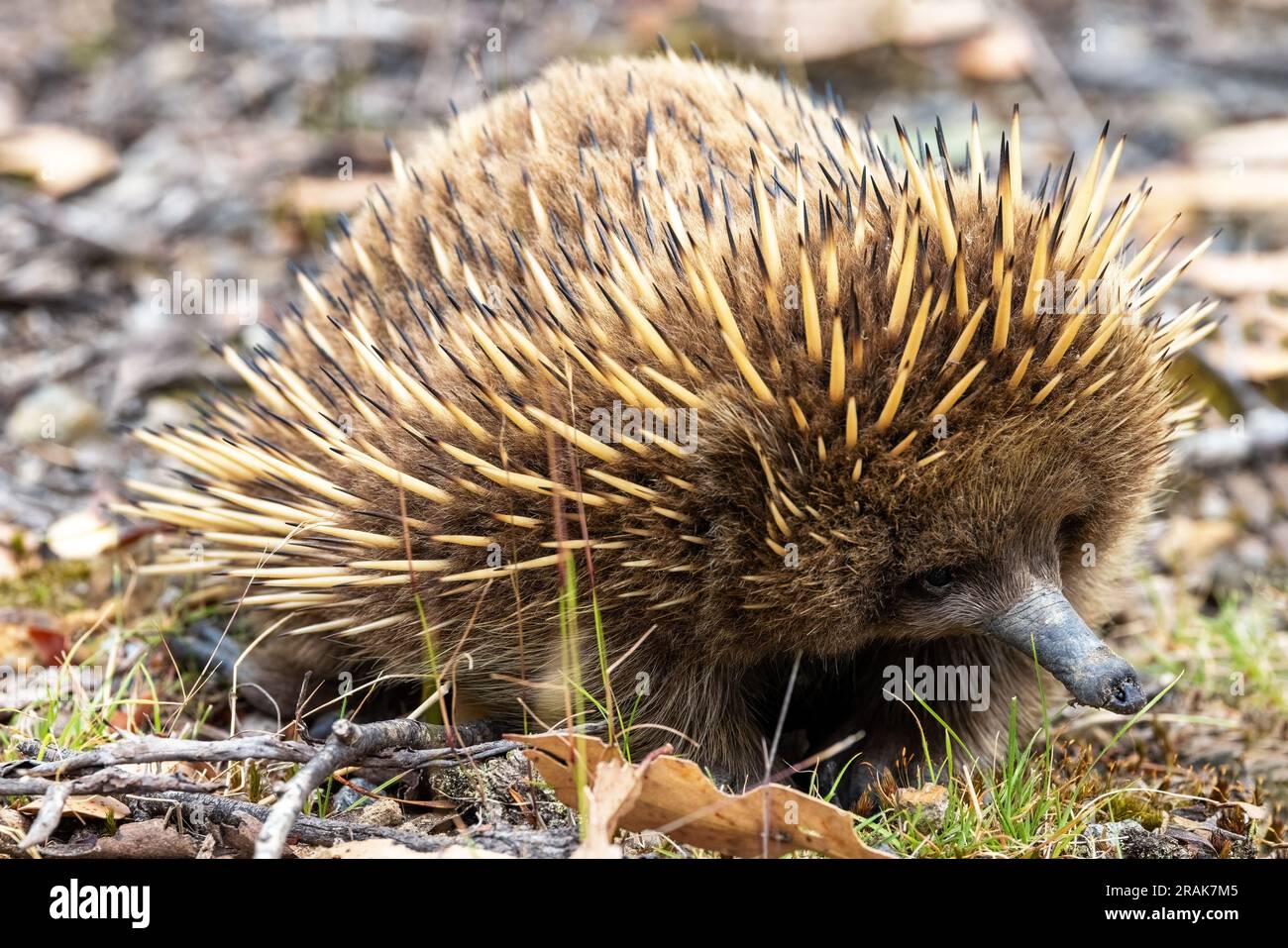 A short beaked echidna, Tachyglossus aculeatu, also known as the spiny ...