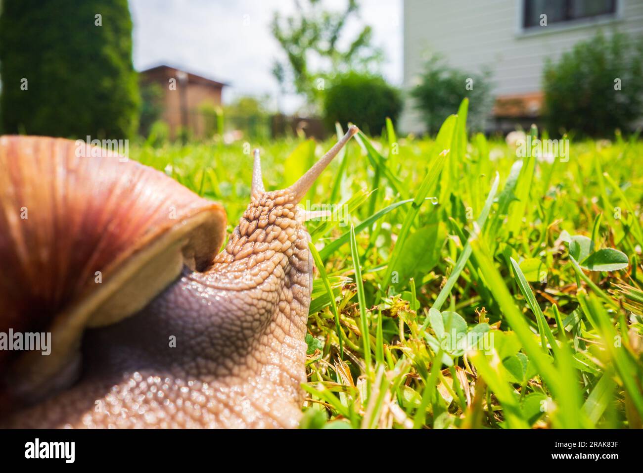A large garden snail with a striped shell closeup crawls on the green