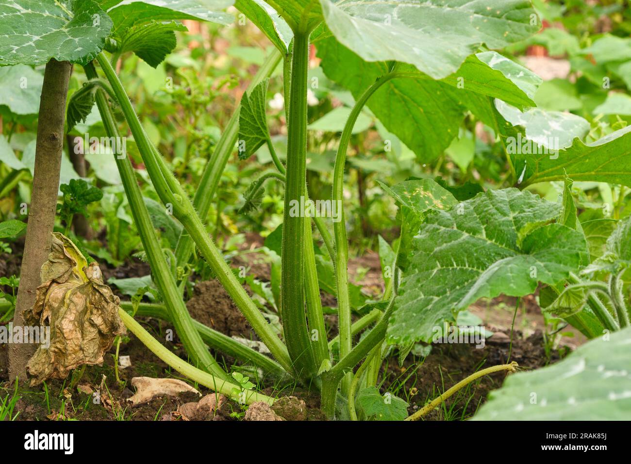 Stem leaves pumpkin close hi-res stock photography and images - Alamy