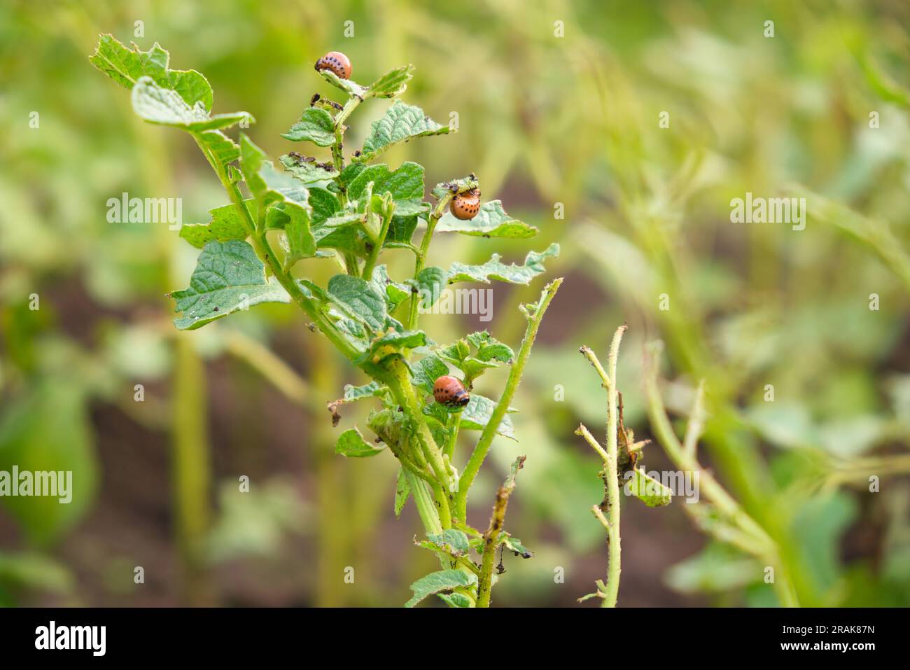 potato plant eaten by Colorado potato beetle Stock Photo Alamy