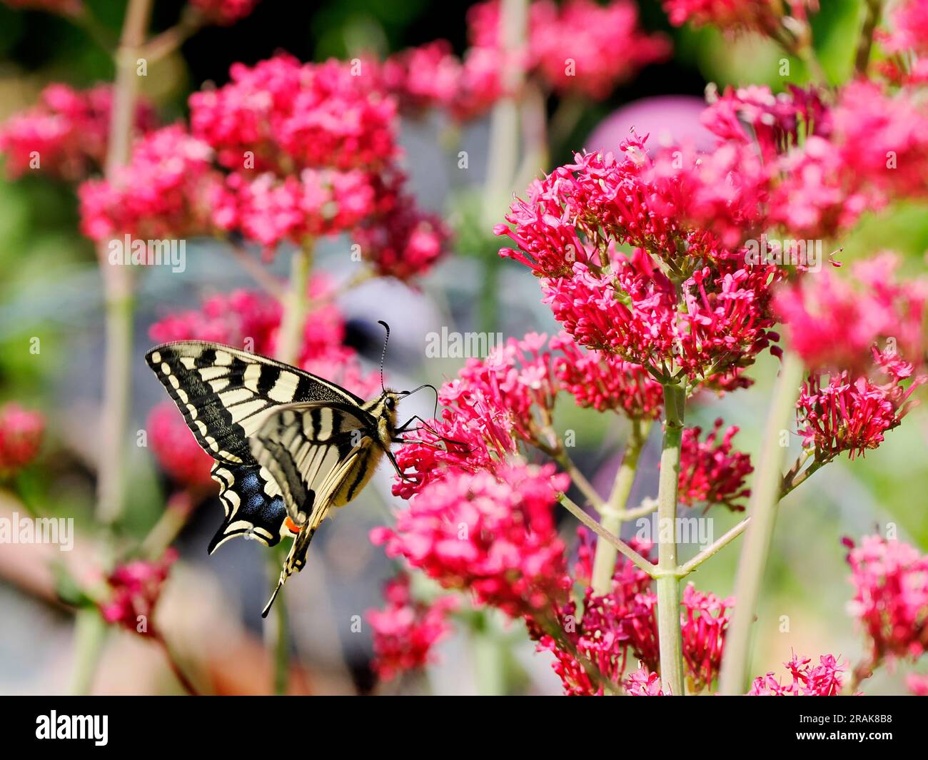 Old world swallowtail butterfly (Papilio machaon) seen from profile and ...