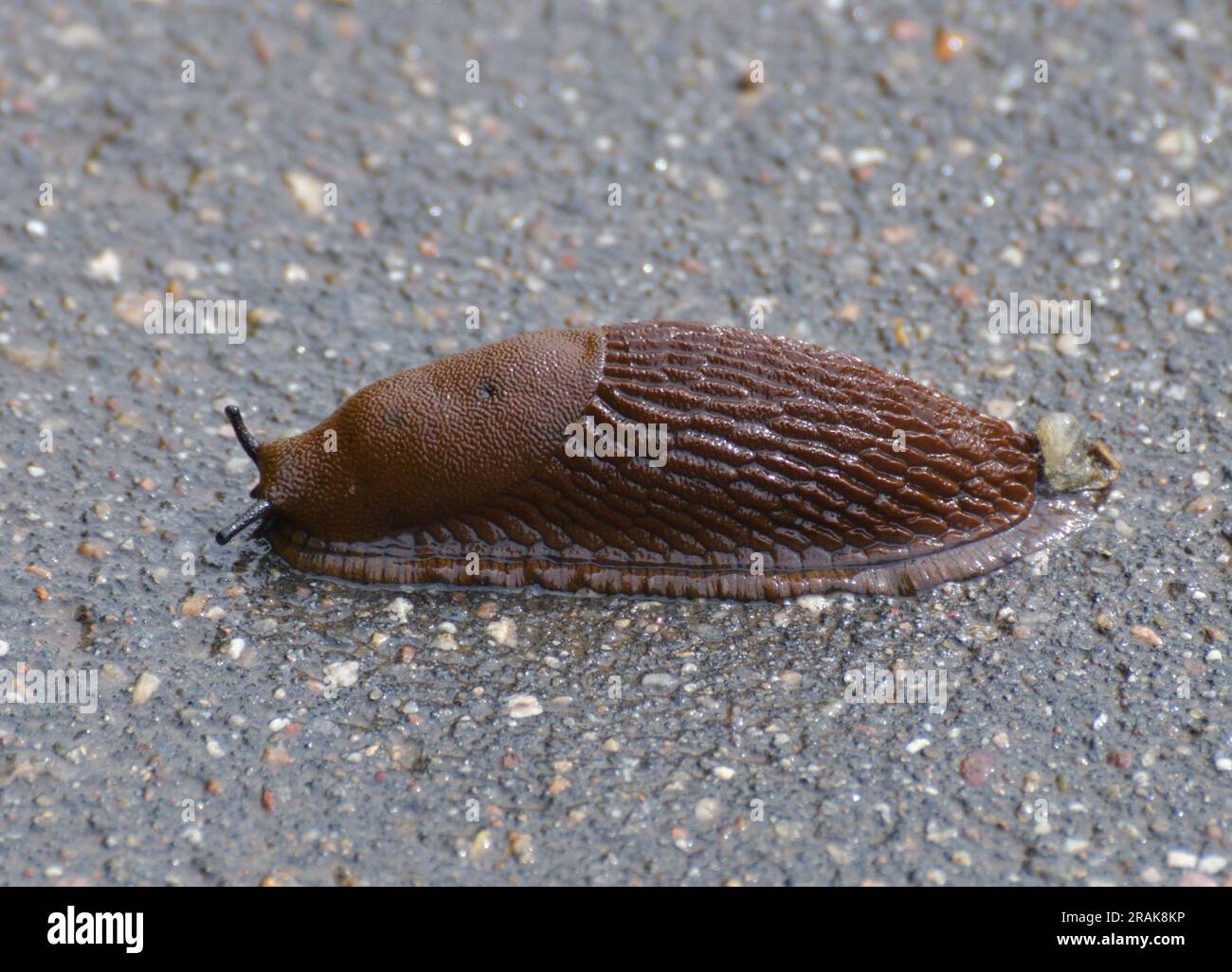 Arion vulgaris - slug crawling on asphalt Stock Photo