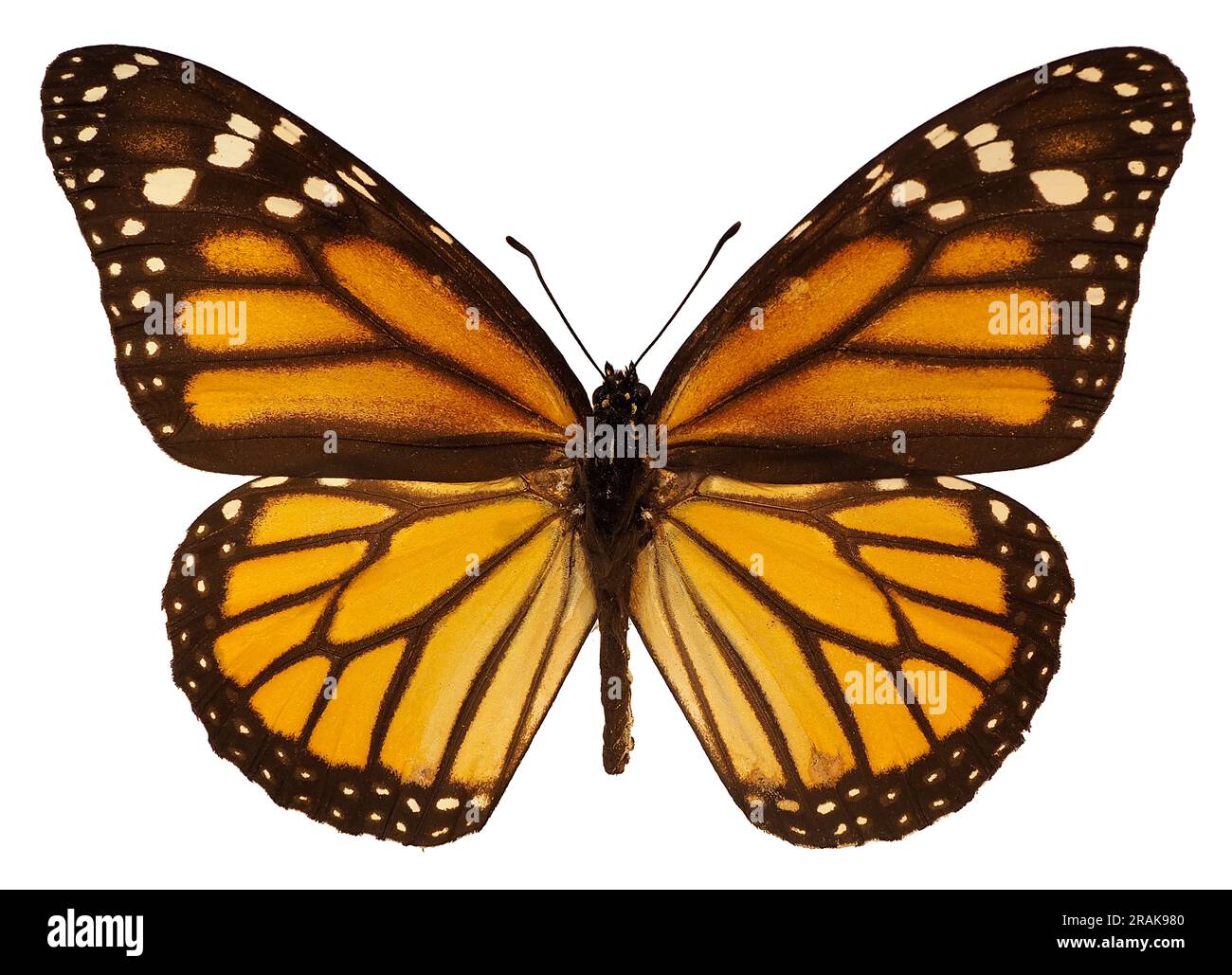 Orange monarch butterfly (Danaus plexippus) isolated on white background. It is a milkweed butterfly (subfamily Danainae) in the family Nymphalidae Stock Photo