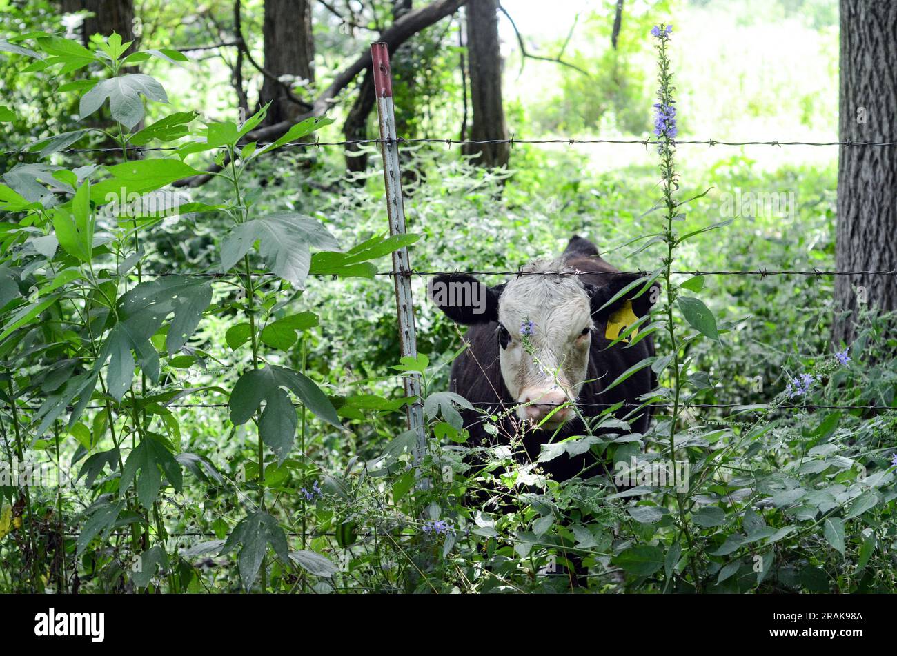 steer behind  a barbed wire fence Stock Photo