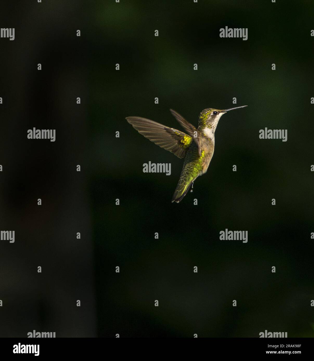hummingbird isolated Stock Photo