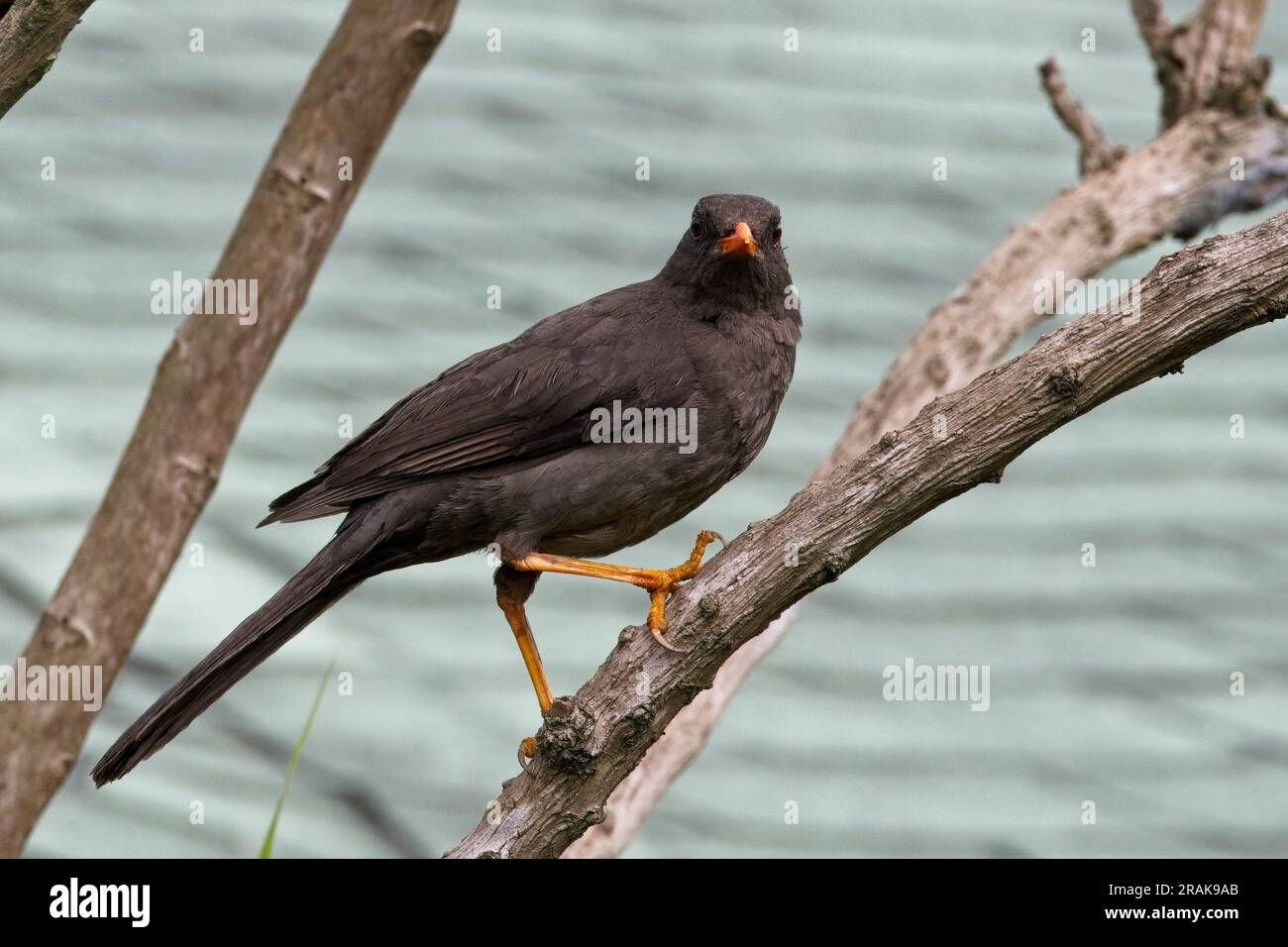 Great Thrush, (Turdus fuscater), perched on a branch, Botanic Gardens, Bogota, Colombia. Stock Photo