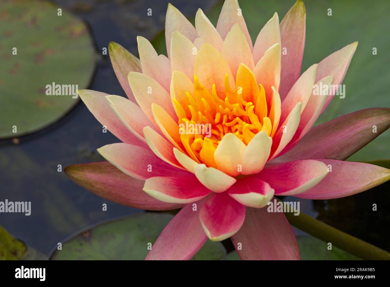 Pink water lily flower in the pond at the Botanic Gardens, Bogota, Colombia. Stock Photo
