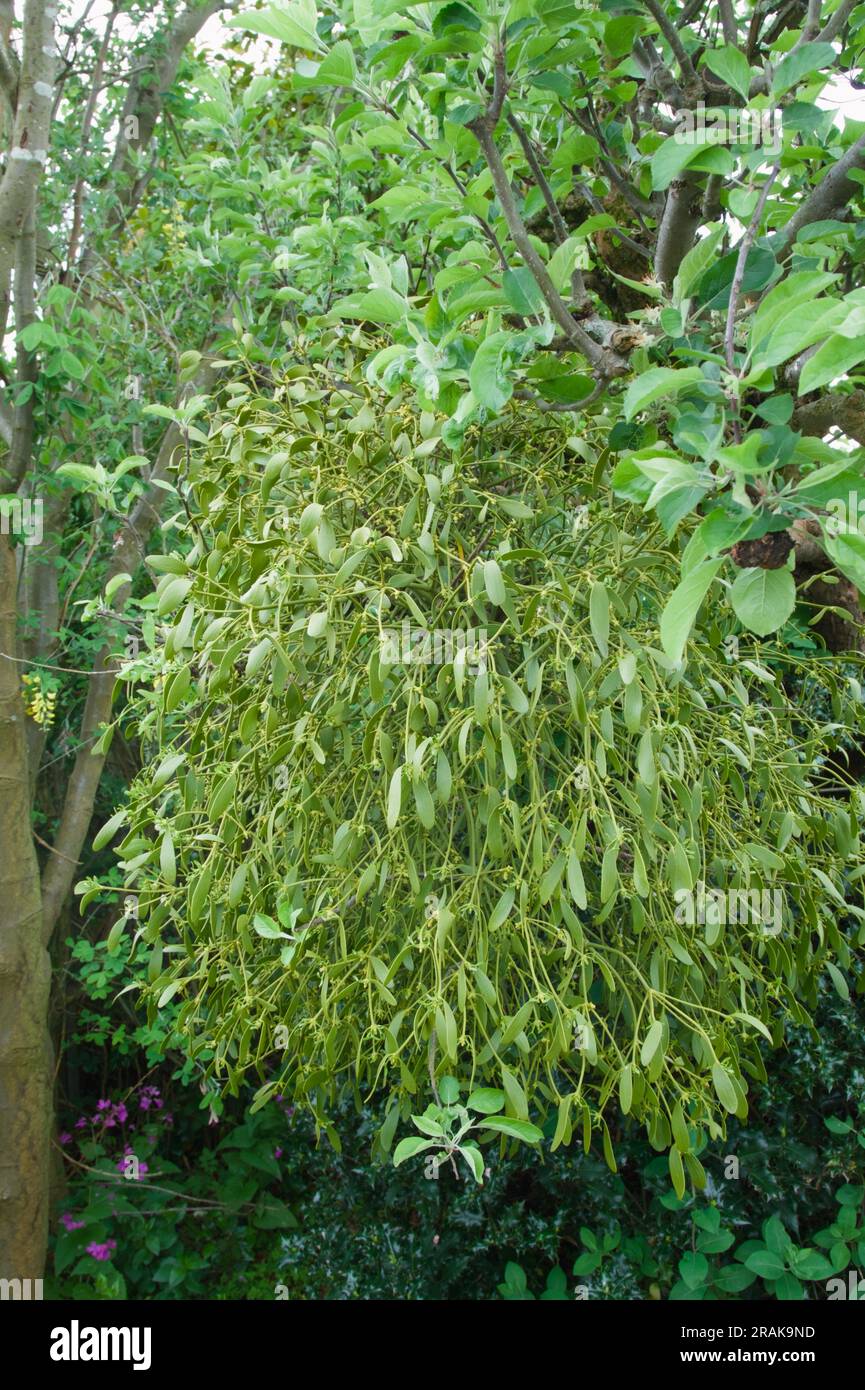 Large Bunch Of Parasitic Mistletoe, Viscum album,  Growing On The Branch Of An Apple Tree In A Garden, England UK Stock Photo