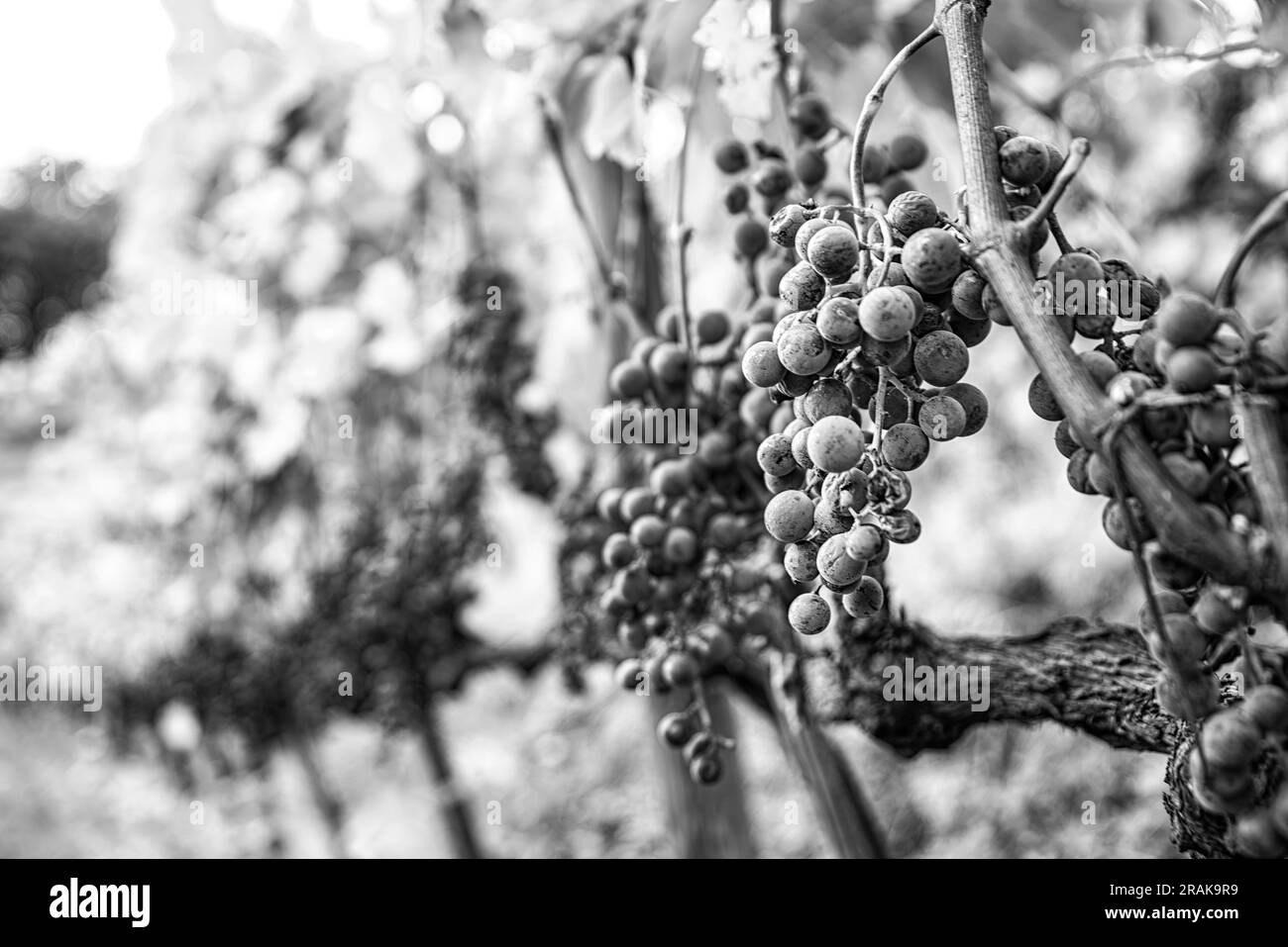 Harvesting grapes vineyard in Black and White Stock Photos & Images - Alamy