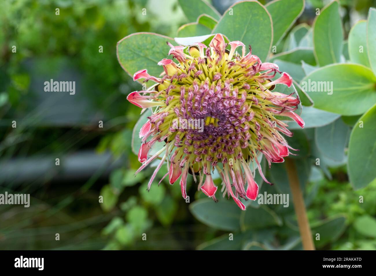 Protea (Protea eximia), South Africa. They come from southern southern Africa Stock Photo