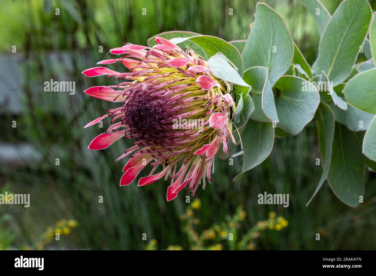 Protea (Protea eximia), South Africa. They come from southern southern Africa Stock Photo